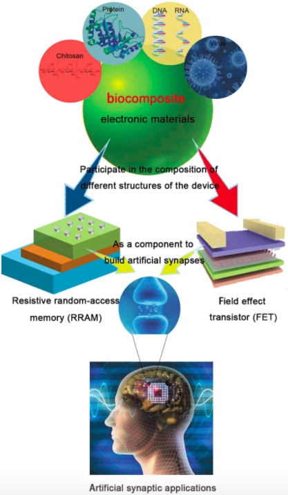 研究人员旨在使用生物复合电子材料构建内存装置。