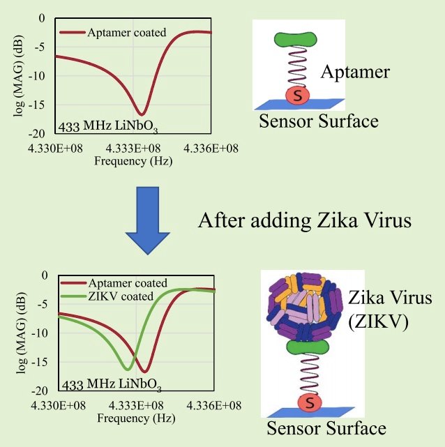 如何检测Zika病毒功能的传感器的图
